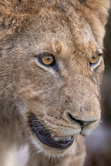 lion cub close up