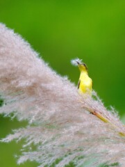 Ornate or Olive-backed sunbird perched on a large, fluffy plume of grass, holding white nesting material, with a vivid green background at Kaeng Krachan Thailand