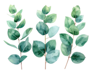 Three eucalyptus branches with watercolor leaves