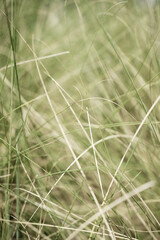 Organic photo blurry dried neutral beige grass botanical aesthetic textured abstract background