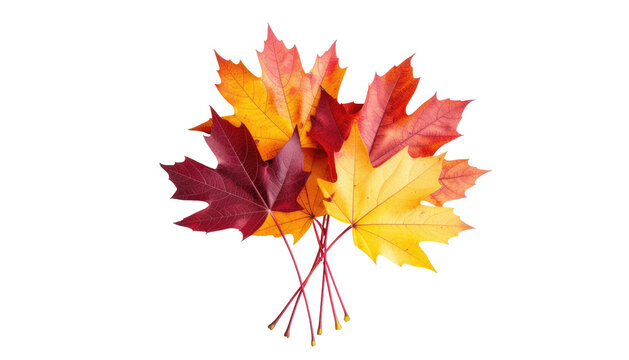 Vibrant maple leaves bouquet against a dark background
