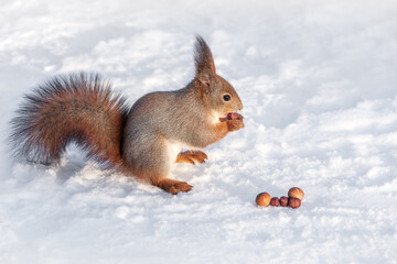 red squirrel eats nuts in the winter on the snow.