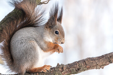 squirrel sitting on tree and eating nut on blurred winter forest background.