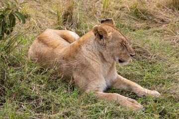 Female lion napping while lying down in the short grass in the Maasai Mara National Park in East Africa Kenya KEN