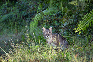 A gorgeous bobcat (Lynx rufus) along the Corkscrew Regional Ecosystem Watershed Bird Rookery Trails in Corkscrew, Florida