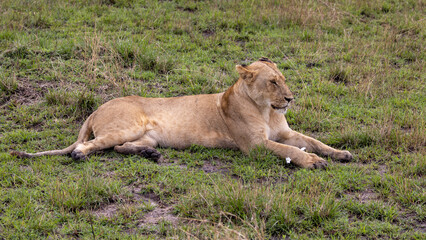 Lioness stretched out while lying down in the grass in the Maasai Mara National Park in East Africa Kenya KEN