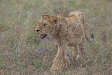 Determined lion cub on the move