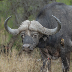 Portrait of an African Buffalo