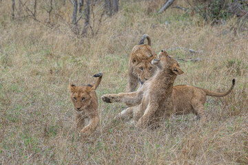 Lion Cubs at play