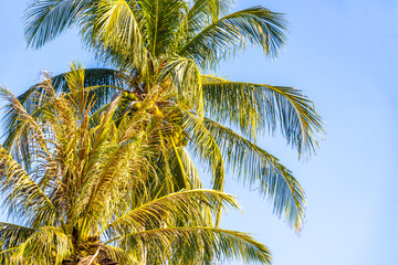 Fototapeta premium Tropical Palms Palm tree trees in the blue sky Thailand.