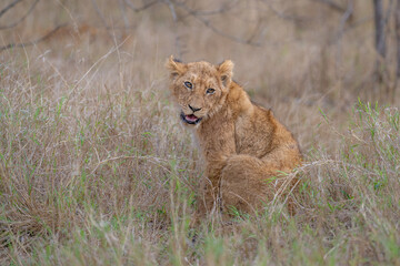 Curious lion cub