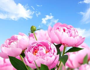 Stunning close-up of vibrant pink flowers under a bright blue sky