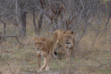 Female lions on the move