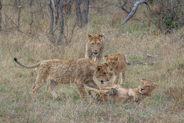 Lion Cubs at play