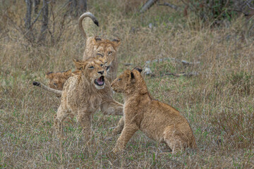 Lion Cubs at play