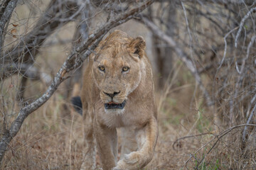 Lioness on the march