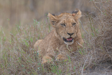 Lion Cub - time to rest