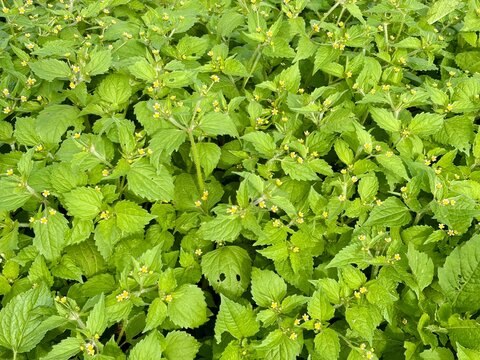 Dense ground cover of vibrant green, small-flowered Spilanthes (Acmella oleracea) or similar plant, creating a natural botanical texture.