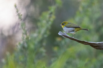 Silvereye (Zosterops lateralis), Perth, Western Australia