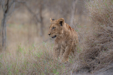 Lion cub checking the view