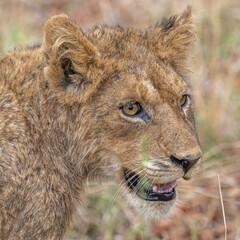 Lion Cub portrait