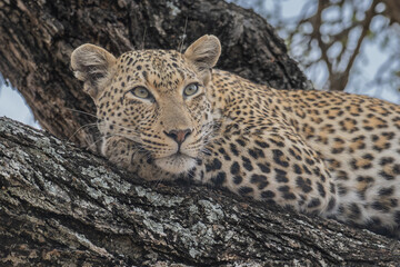 Leopard resting in a tree