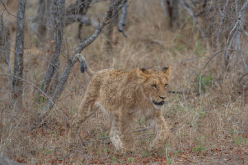 Lion cub marching through the grass