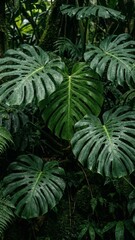 Lush Tropical Monstera and Fern Leaves in Moody Rainforest