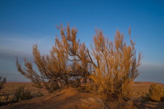 Saxaul in the desert