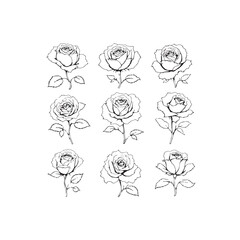Wild Rose Outlines line art elegant botanical sketch