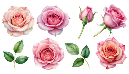 illustration de roses roses
