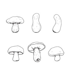 Shiitake Mushroom Line Art Detailed Botanical Drawing Design