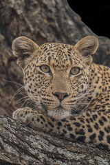 Leopard resting in a tree