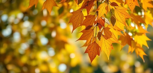 Soft-focus green and brown autumn leaves blurred background, brown, trees