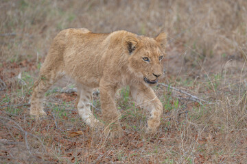 Lioness on the move in a grassy open space
