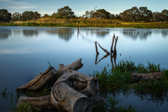 The wetlands of Braeside Park cradle lifeless trees amid calm waters.