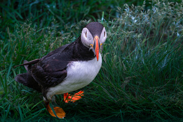 Puffin holds silver fish tightly after a successful dive.
