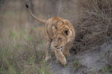 Lion cub in transition