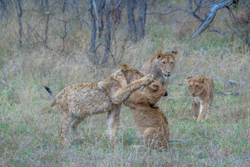 Lion Cubs at play