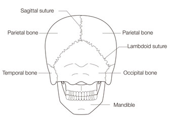 Monochrome Anatomical Diagram of the Human Skull (Posterior View)