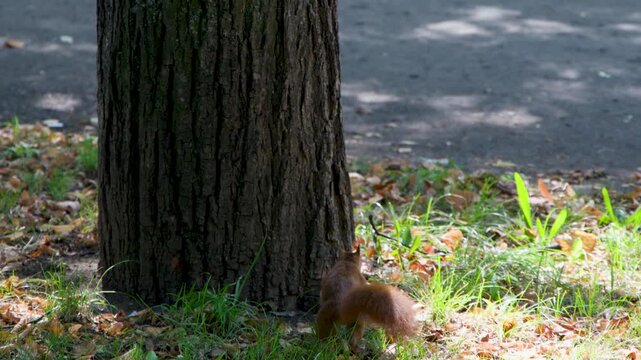 Red Squirrel Approaching Tree Trunk in Sunlit Urban Park