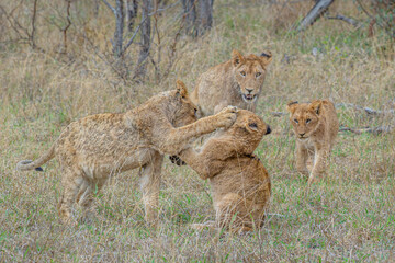 Lion Cubs at play