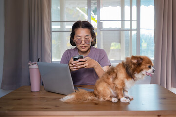 Asian woman using smartphone and laptop for multitasking work at home with Chihuahua dog sitting on desk