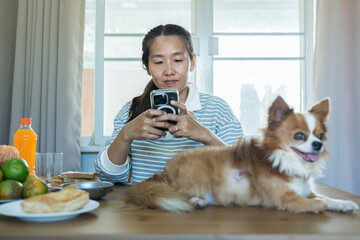 Asian woman using smartphone and petting Chihuahua dog at dining table representing modern digital connection