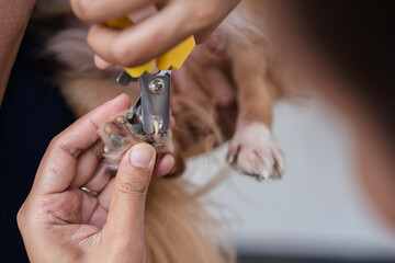 Close up of woman hands using yellow clipper to trim dog nails for pet hygiene and grooming routine...