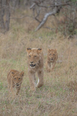 Lions on the move