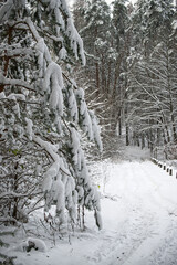Snow-covered forest path leads through a winter wonderland landscape