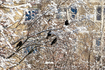 Rooks on birch branches dusted with snow