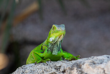 iguana on a tree