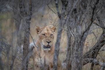 Lioness guarding the pride